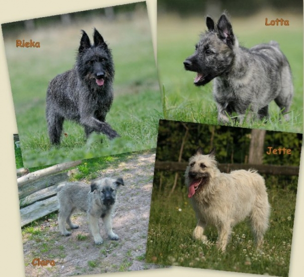 unsere-bouviers_bearbeitet
