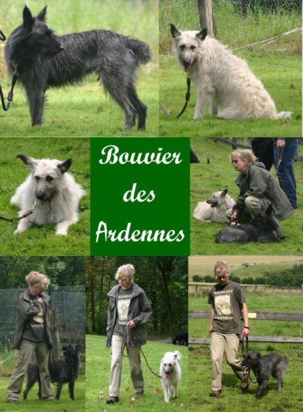 bouvier-des-ardennes-bin-1