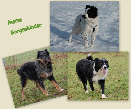 tierschutzcollage1-1