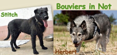 notbouvier-collage-2
